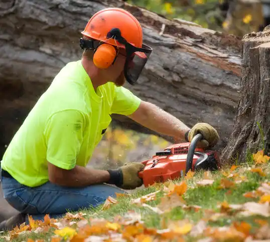 tree services St. Francis